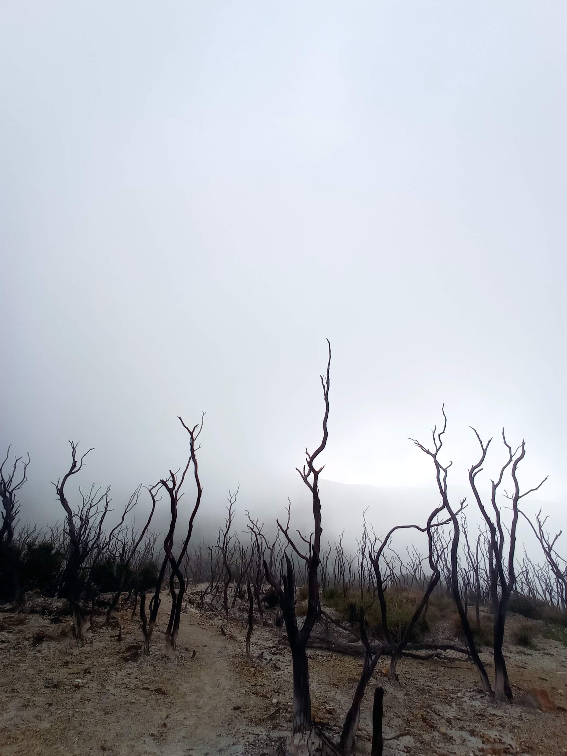Hutan Mati Papandayan dalam kabut